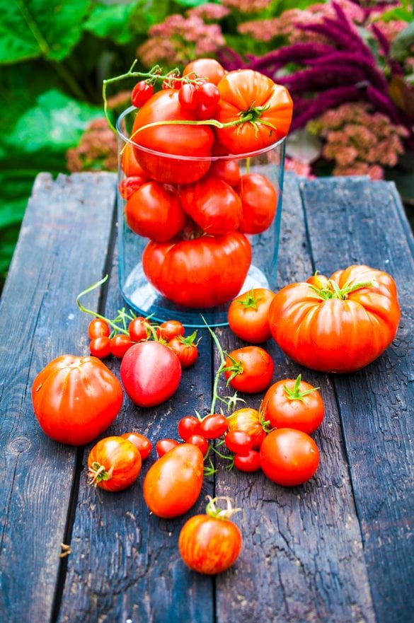 Unikátne paradajky
