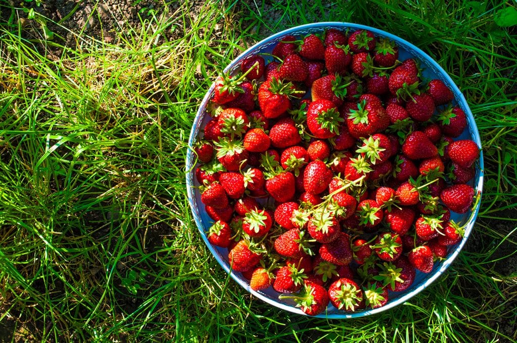 Jahody sú životabudič. Foto: Jana Štrbková